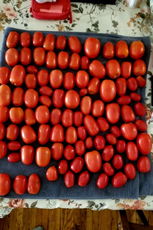 25 pounds of tomatoes laid out on the table, ready to be made into salsa tomorrow.