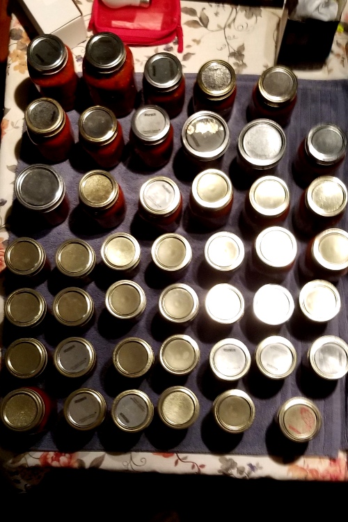 At least 44 jars of salsa, in the same spot where the tomatoes were yesterday.